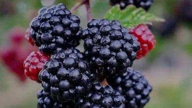 Böğürtlenleri Buzlukta Tane Tane Saklamanın Yöntemi