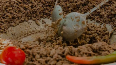 Et Tantuni Pişirme Süresi ve Püf Noktaları