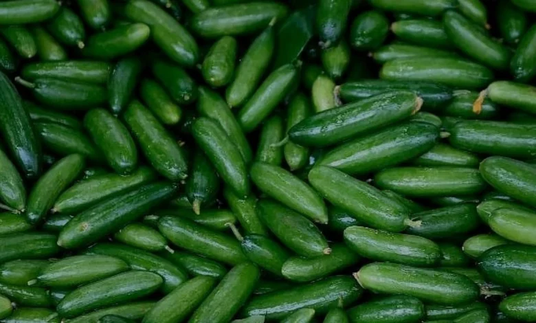 Salatalık Tüketiminde Acılık Riski ve Kontrol Yöntemi
