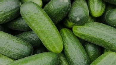 Salatalıklarda Görülen Acılığın Bilimsel Nedeni ve Çözümü