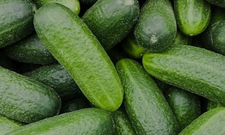 Salatalıklarda Görülen Acılığın Bilimsel Nedeni ve Çözümü
