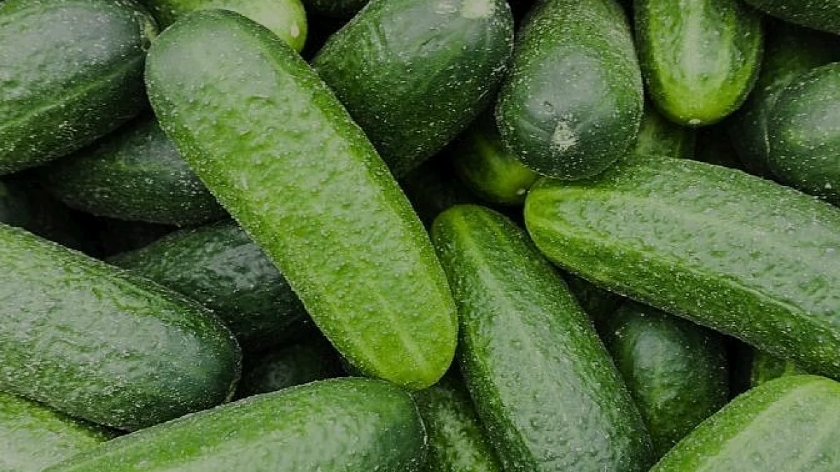 Salatalıklarda Görülen Acılığın Bilimsel Nedeni ve Çözümü