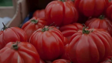 Yumuşamış Domatesleri Mutfakta Değerlendirme Yöntemleri