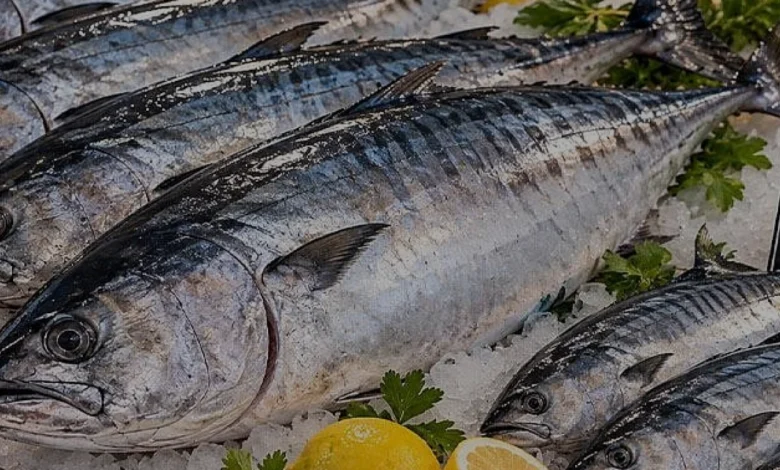 Palamut Balığının Büyük Boyuna Verilen İsim Nedir